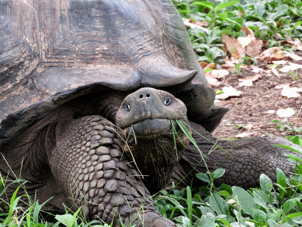 Galapagos tortoise with grass in his mouth