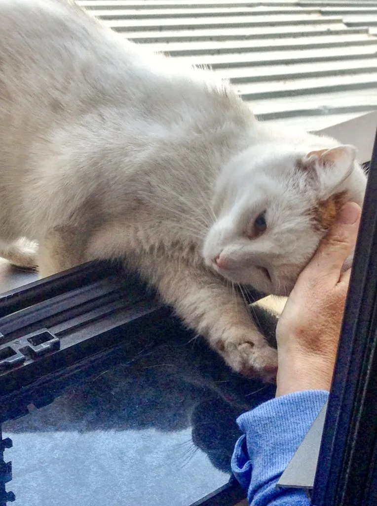 White cat being petted