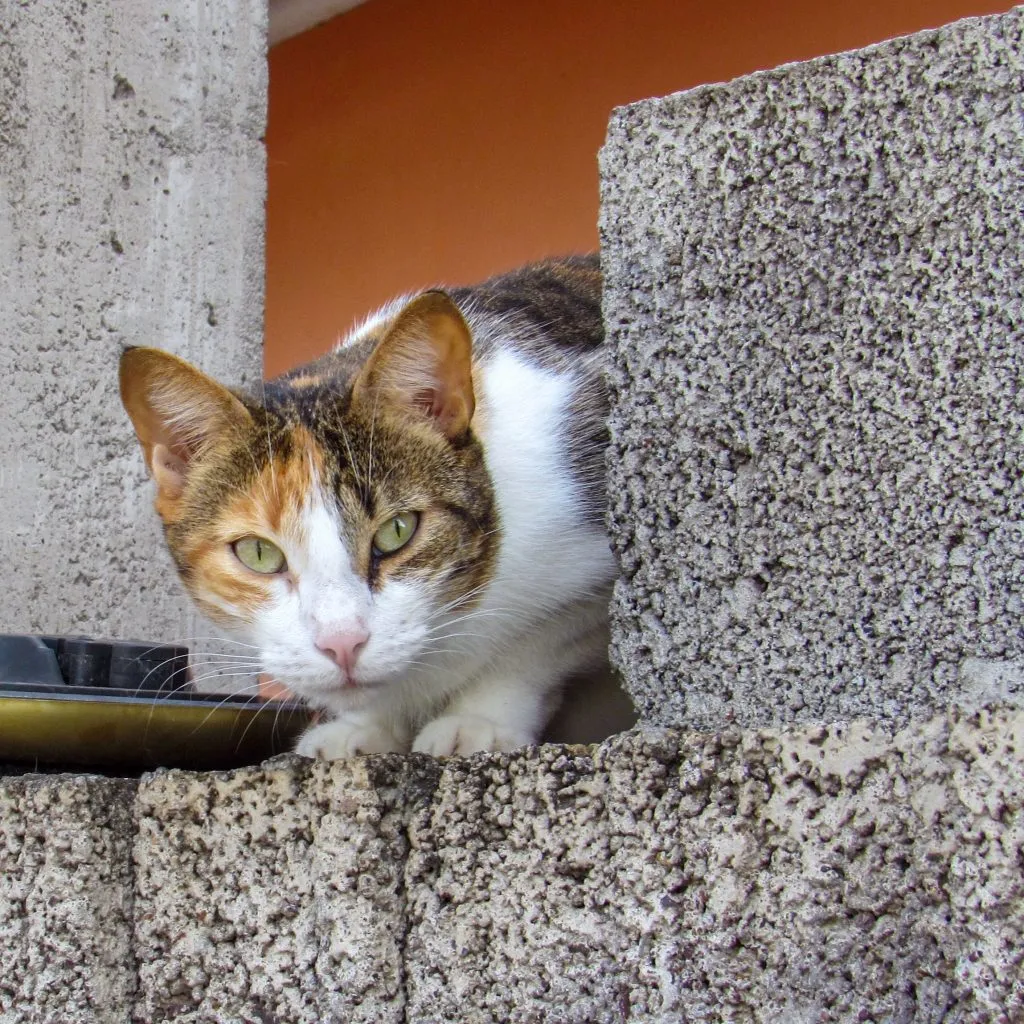Cat perched on cement wall