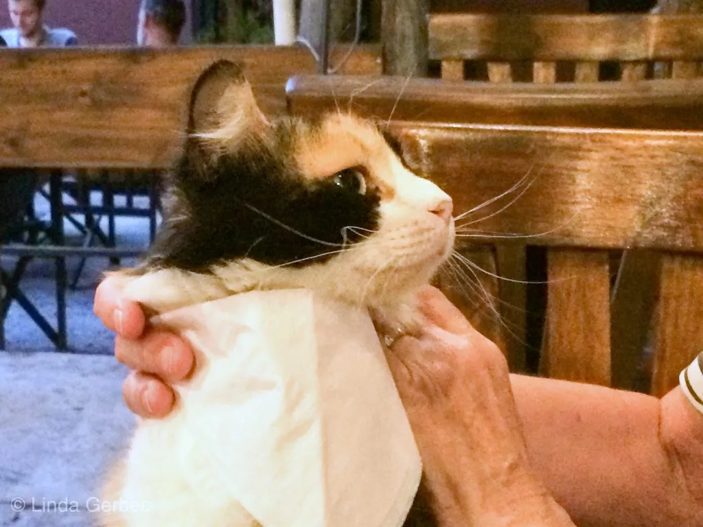 Calico cat with a paper bib