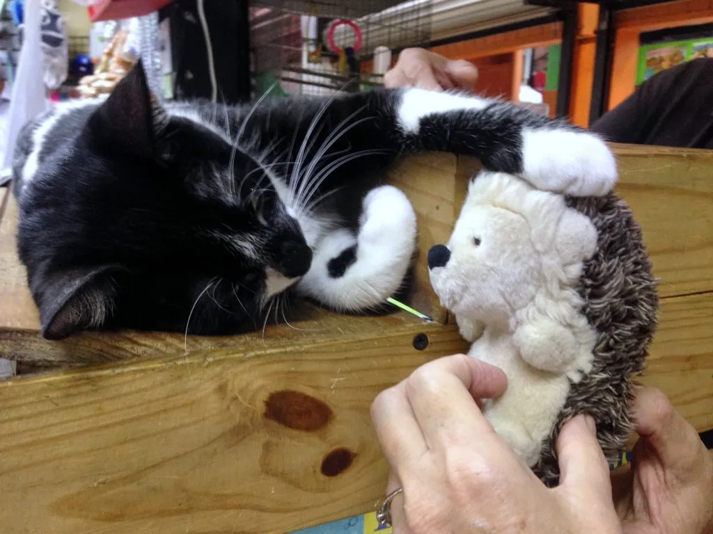 Reclining black and white cat patting a toy hedgehog
