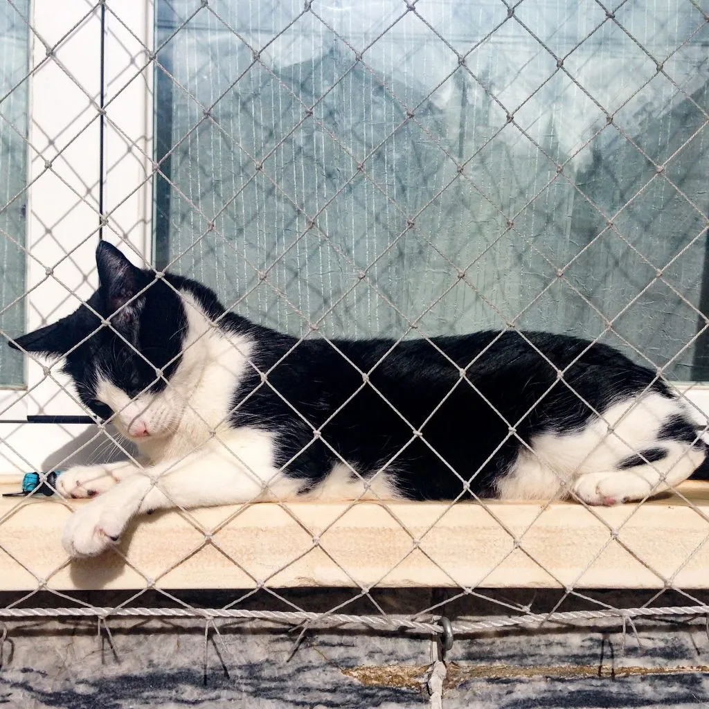 Black and white cat on window ledge