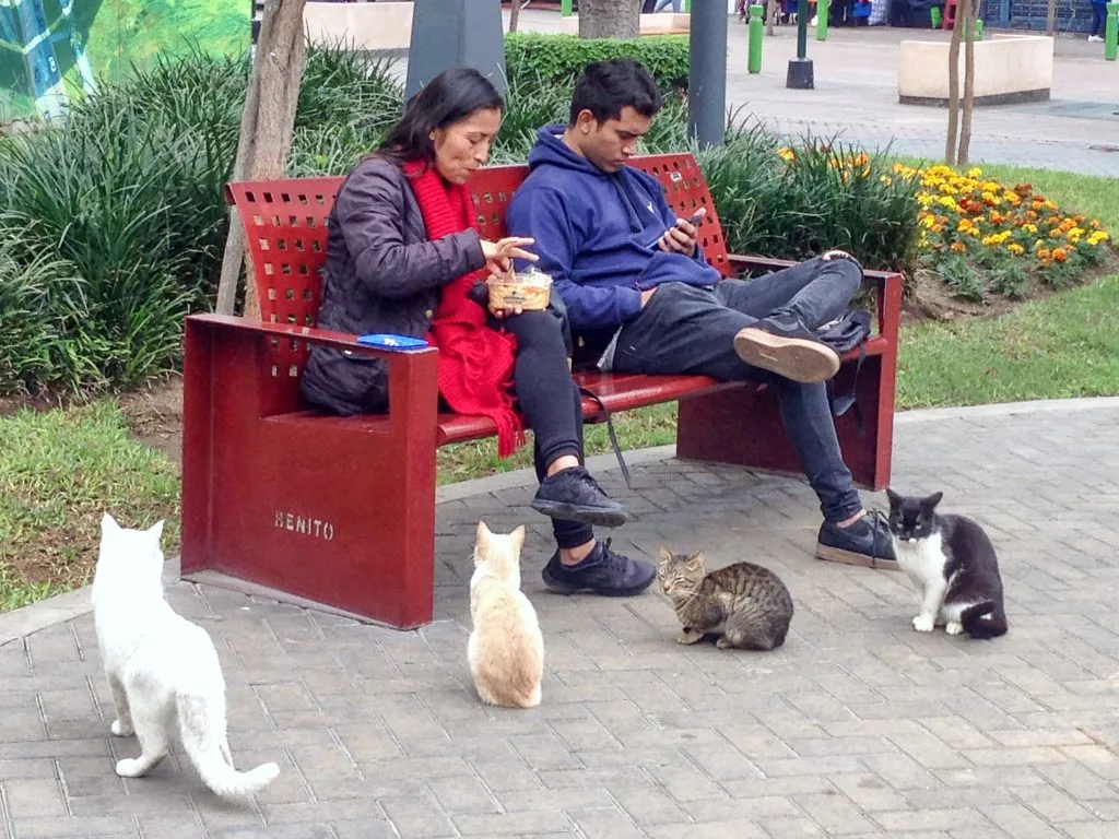 Four cats watching two people eat