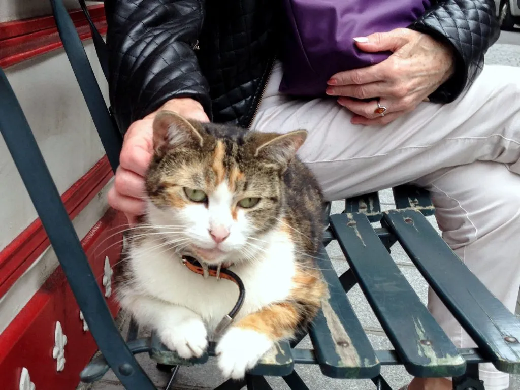 Calico cat being petted