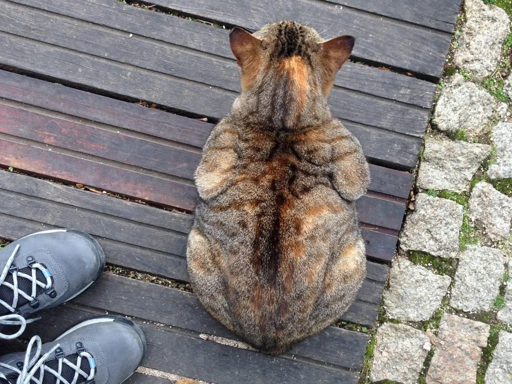 Cat on wooden walkway