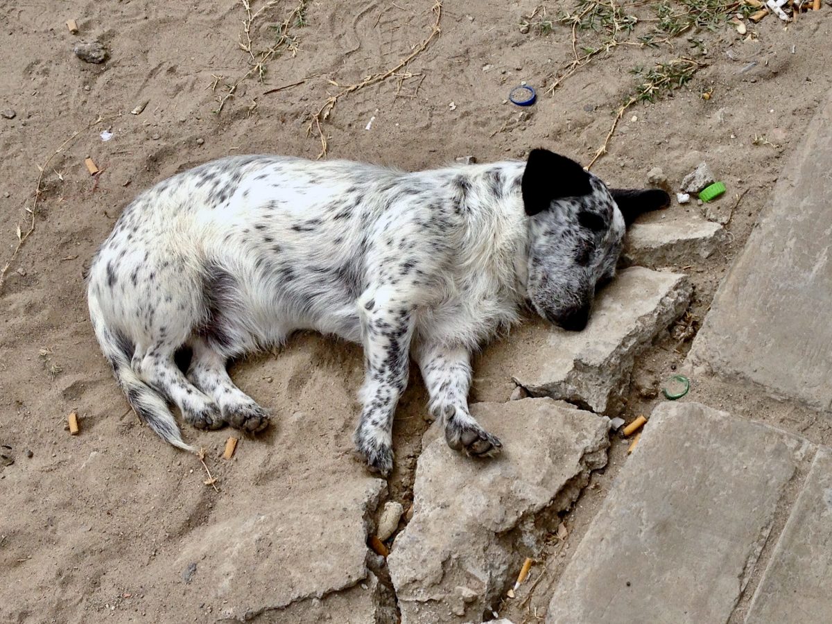 24 Delightful Dog Photos From Around The World - Wind And Whim