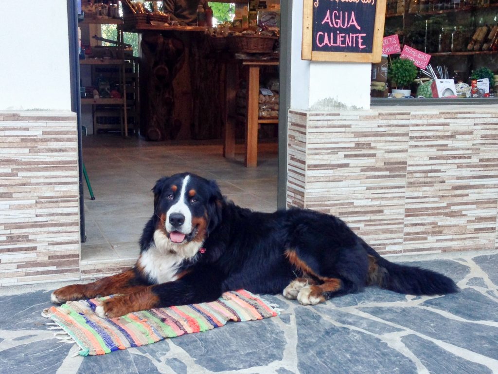 Burnese Mountain Dog lying in front of a cafe