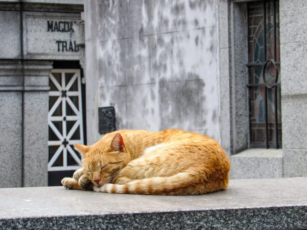 Orange cat on a tomb