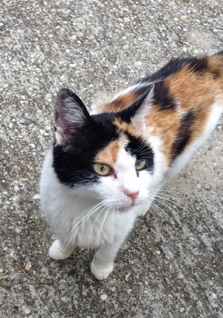 Calico cat looking up