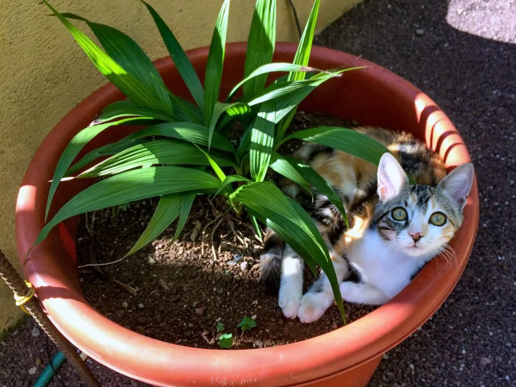 Kitten in a planter
