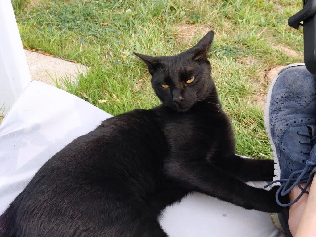 Reclining black cat