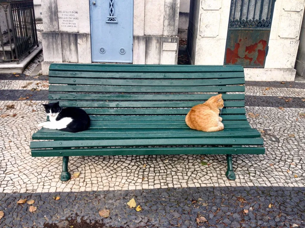 Two cats ignoring each other on a bench in a cemetery