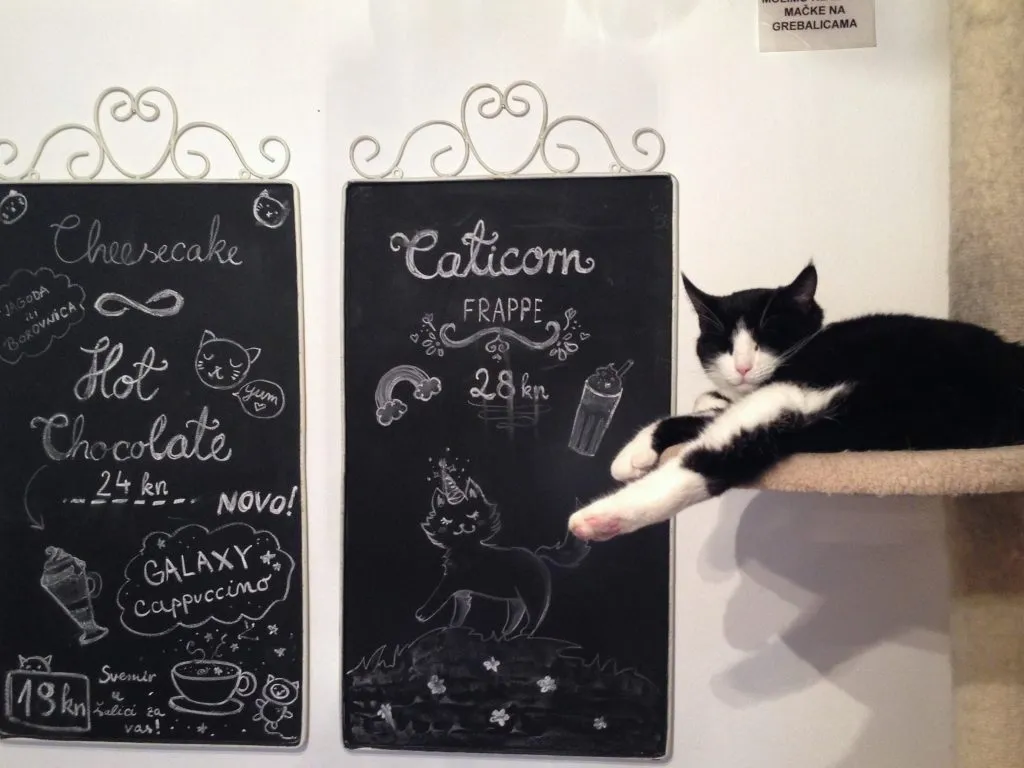 Black and white cat on perch in a cat cafe