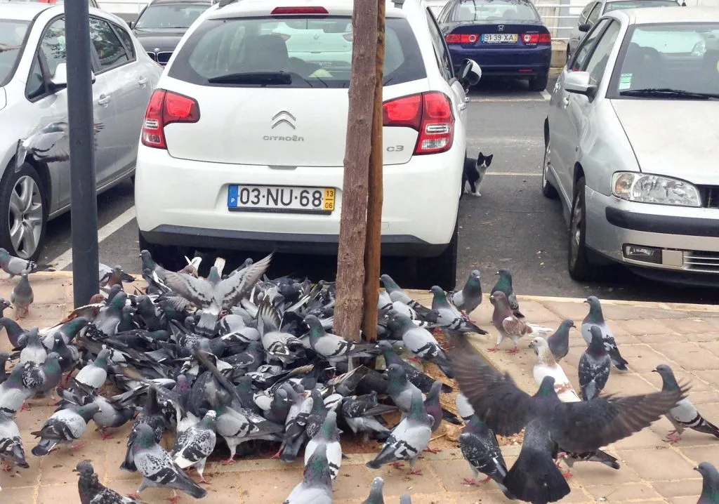 Cat peeking around a car at a flock of pigeons