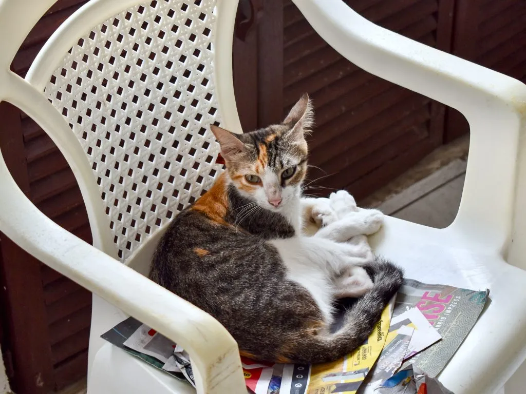 Cat sitting on a white chair