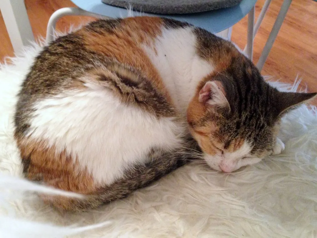 Calico cat sleeping