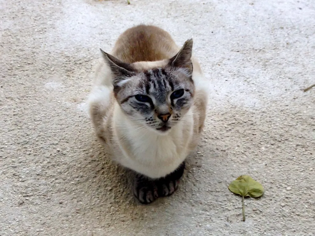Tan cat crouched on cement walkway