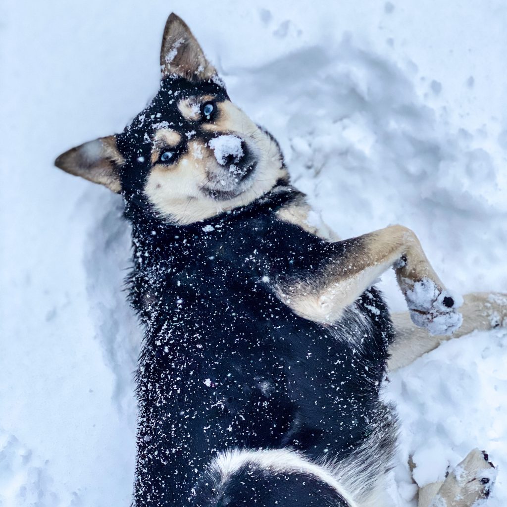 Large shepard-like dog lying in the snow