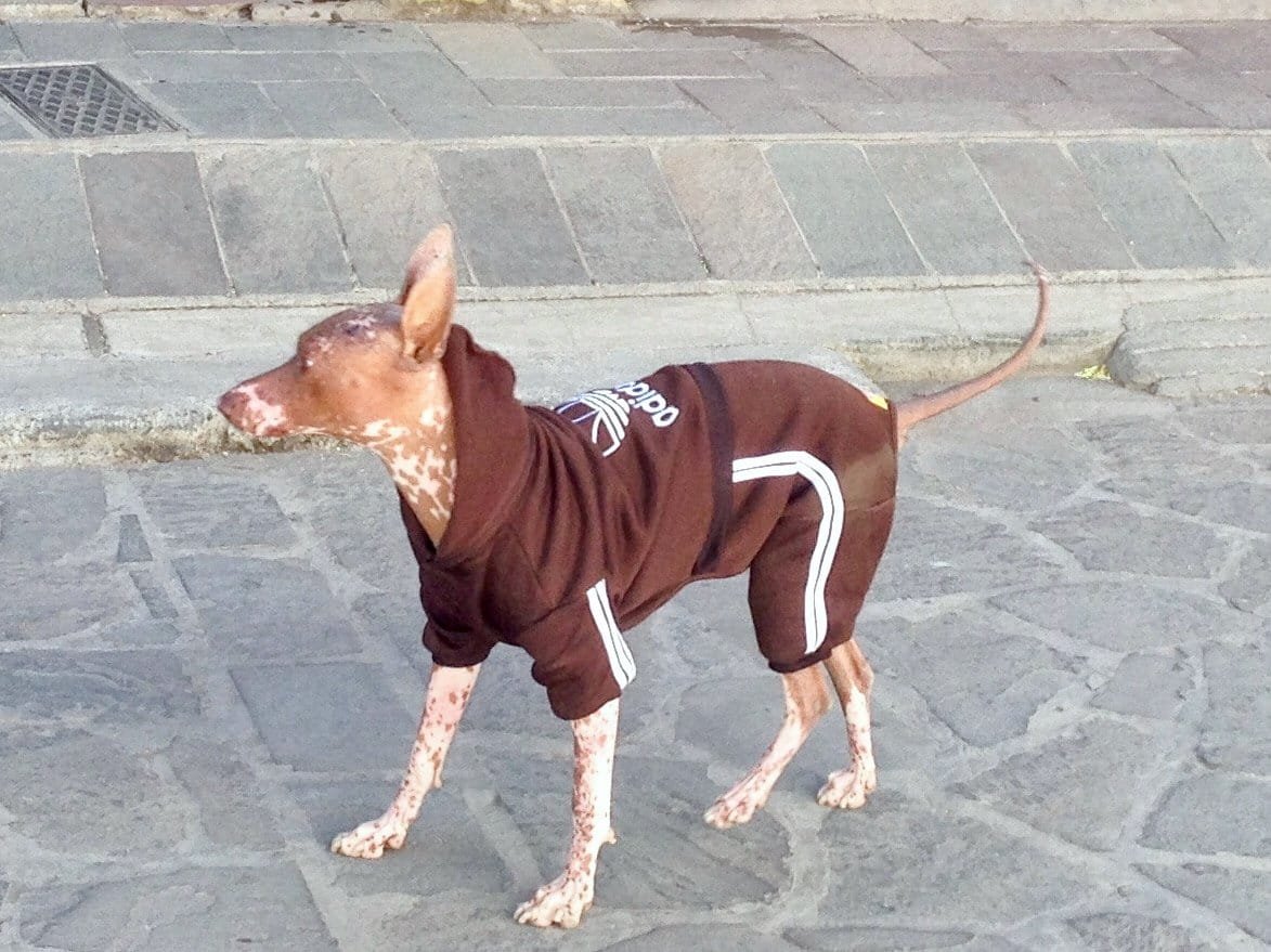 Medium-sized dog dressed in brown shorts and hoodie