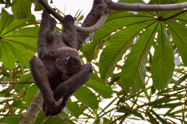 A sloth with a baby hanging from a branch