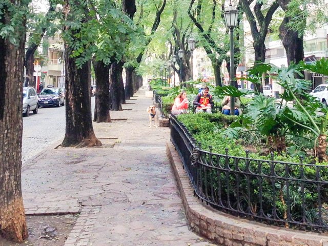 A tree-line street in Palermo