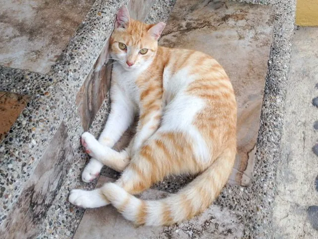 An orange and white cat lounging on stairs