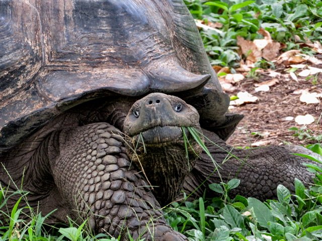 A Galapagos Tortoise with grass in his mouth