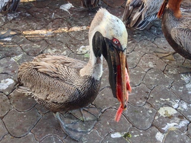 A pelican eating a fish