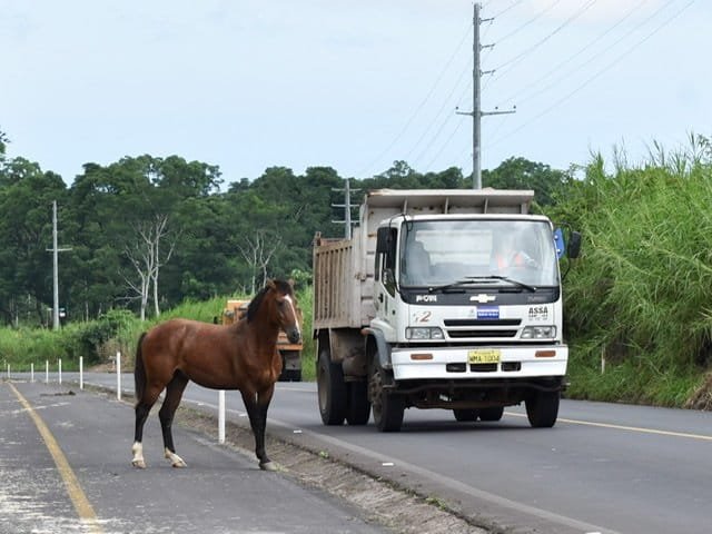 A horse walking near the road