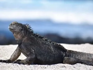 Marine lizard on sand