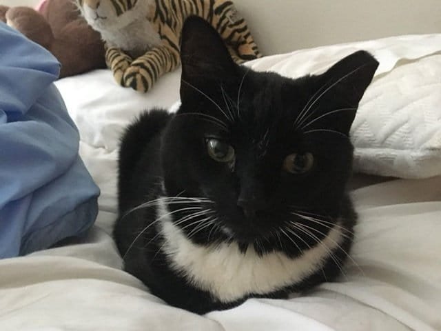 Tuxedo cat lying on a bed