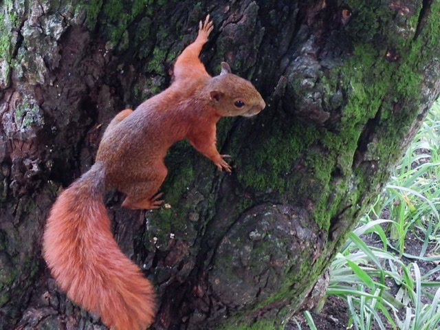 Andean Squirrel on tree.