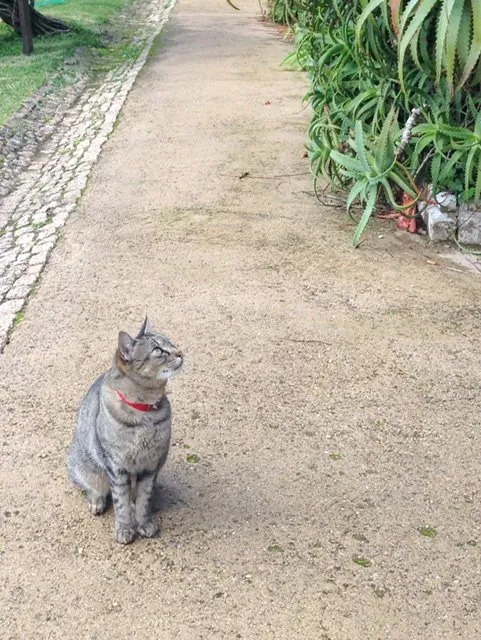 Grey cat sitting on a sandy walkway