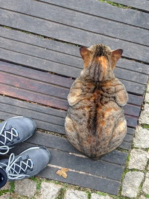 Cat lying infront a a woman’s boots