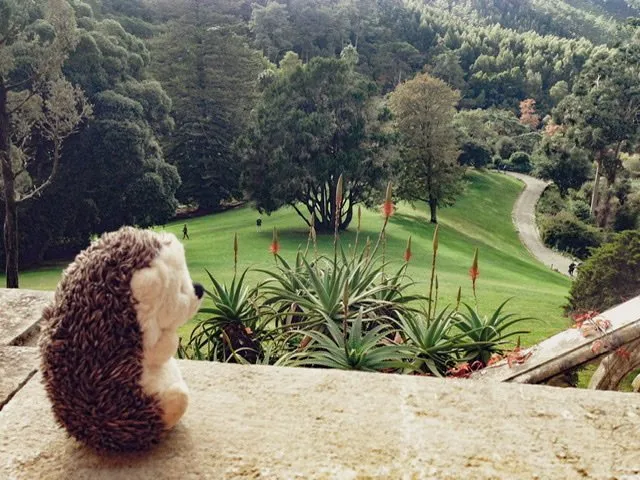 Hedgie overlooking the palace lawn