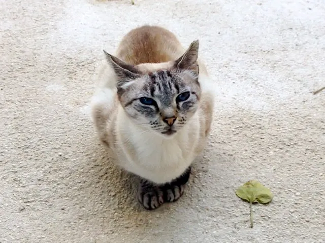 Tan cat crouched on sandy walkway