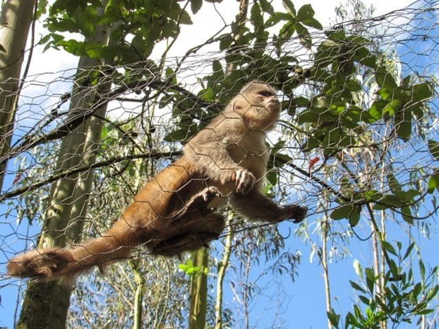 A Capuchin Monkey walking through a wire tunnel