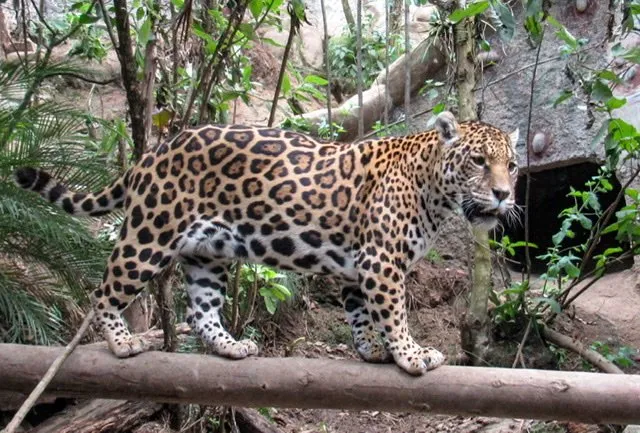 A Jaguar standing on a log