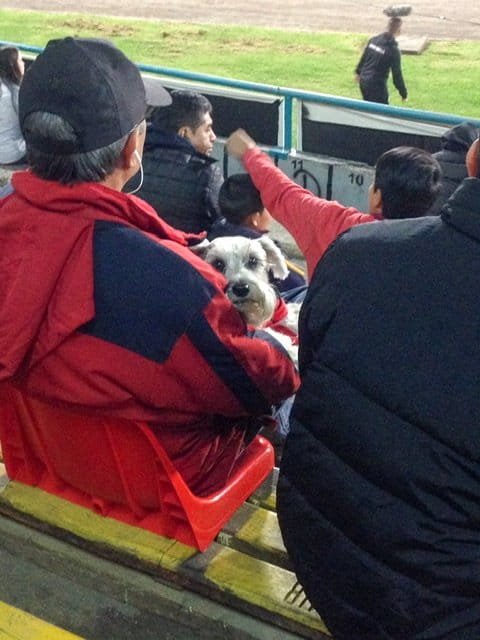 A dog sitting on a man’s lap at a soccer game