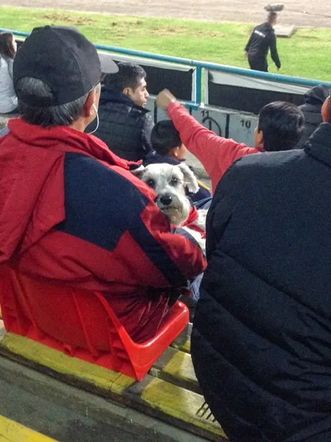 A dog sitting on a man’s lap at a soccer game