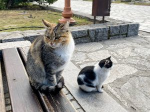 Two cats, one sitting on a bench, the other on the ground