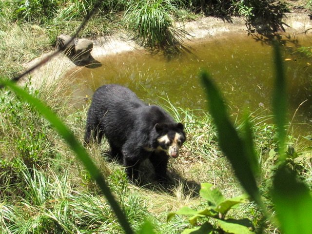 A bear standing by a pond