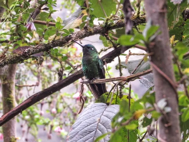 A hummingbird in a tree