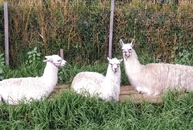 Three llamas lying in front of a fence