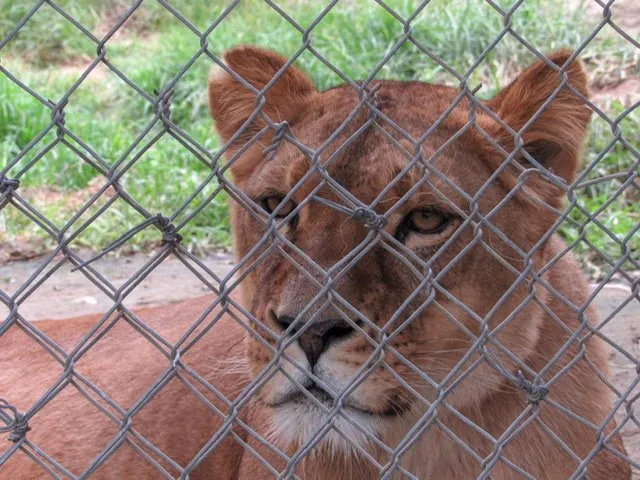 A female lion seen through a fence at Amaru Bioparque