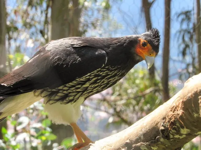 A Carunculated Caracara at Amaru Bioparque