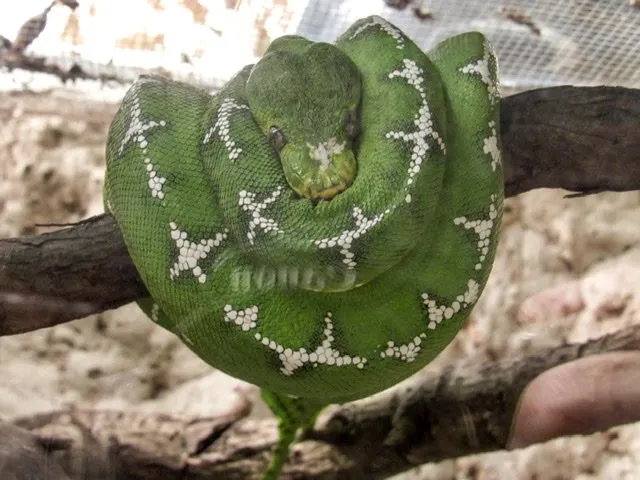 An Emerald Tree Boa resting on a tree branch at Amaru Bioparque