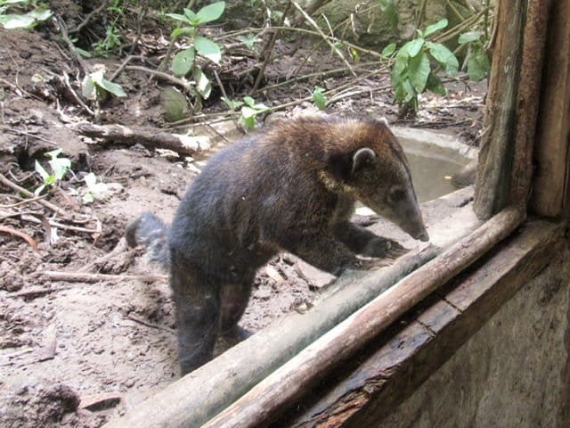 Cuchucho in Amaru Bioparque