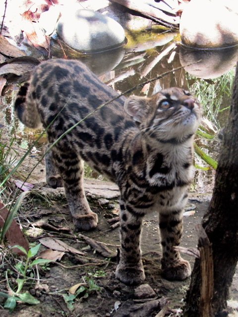 Oncilla at Amaru Bioparque