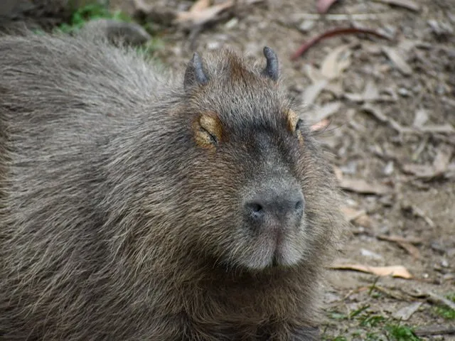 Close up of a capybara with its eyes closed at Amaru Bioparque